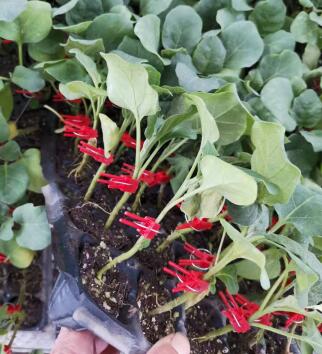 雷州育嫁接茄子苗厂家,吴川765绿把长茄苗2026